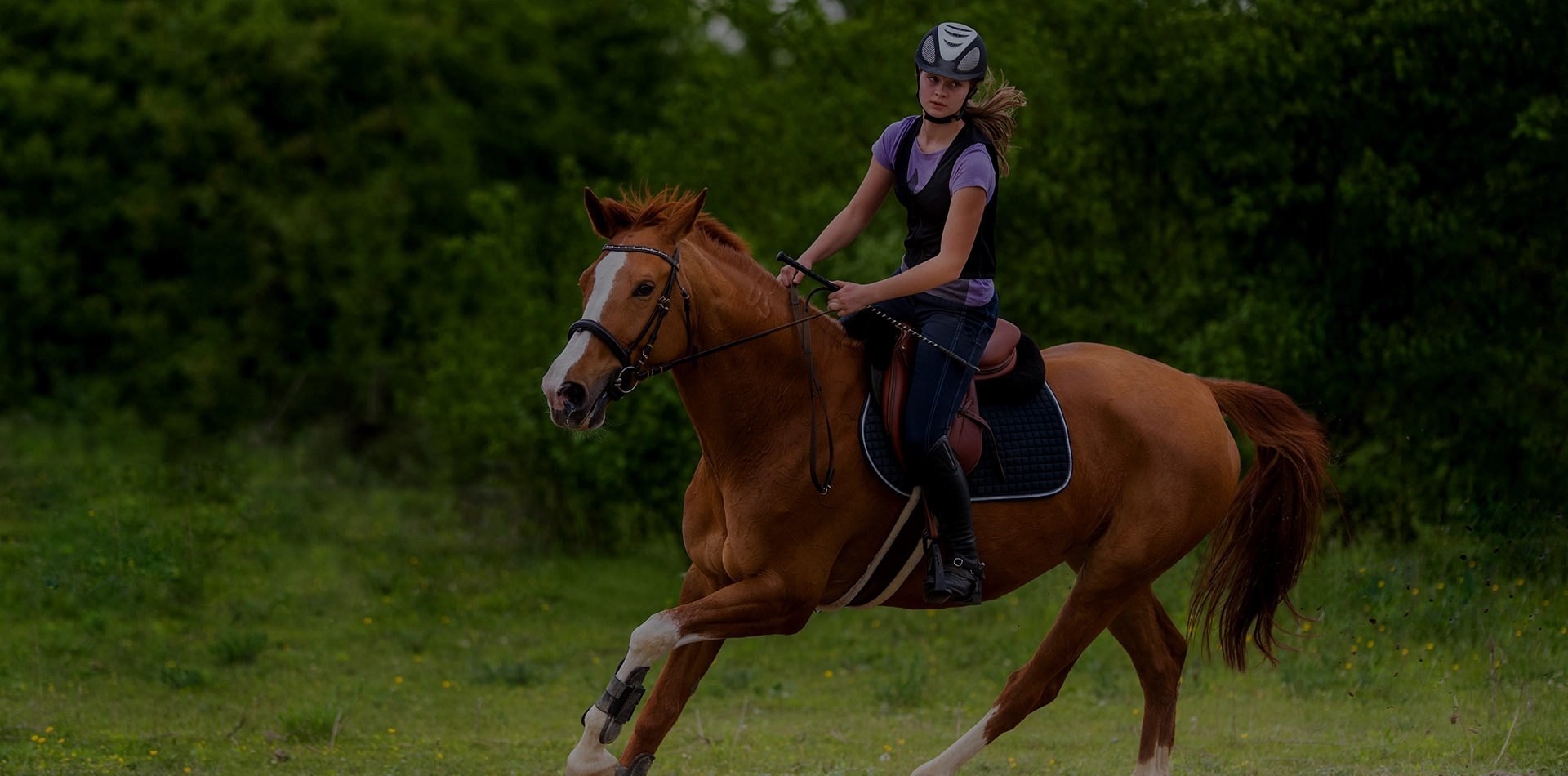 Passion equestre et art equin